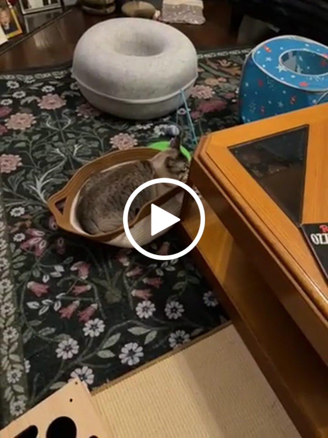 Customer video review of Instinct Basket | Meet the first research-backed natural territory for indoor cats
