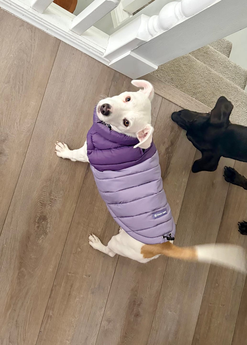 Customer photo review of PuffShield Winter Jacket -  Purple