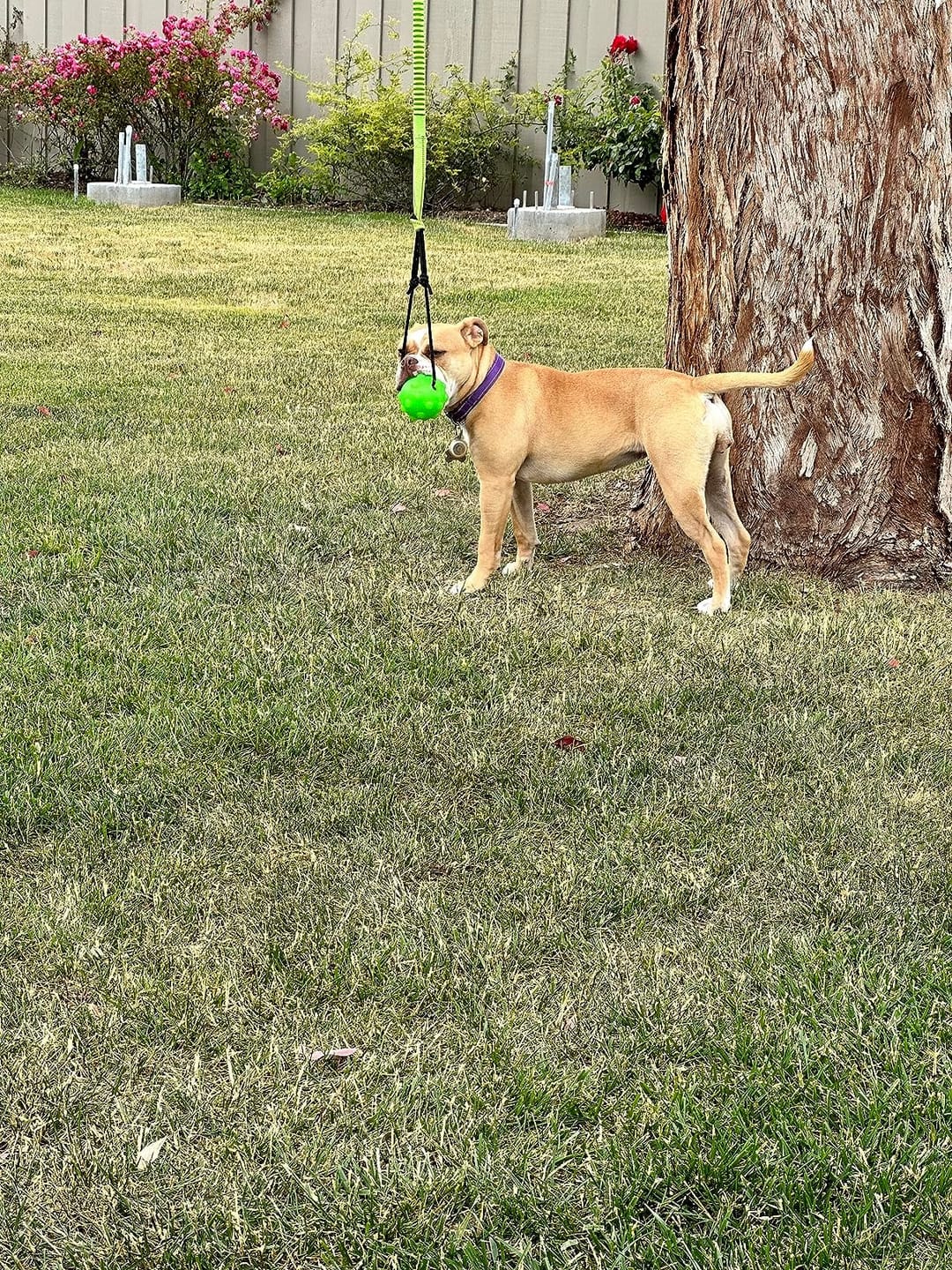 Customer photo review of FlexiPop™ - Juguete Bungee Interactivo