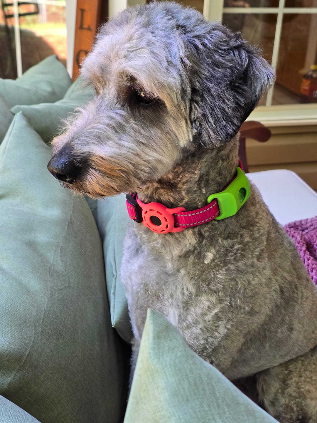 Customer photo review of FurLife™ 12 Months Flea and Tick Free