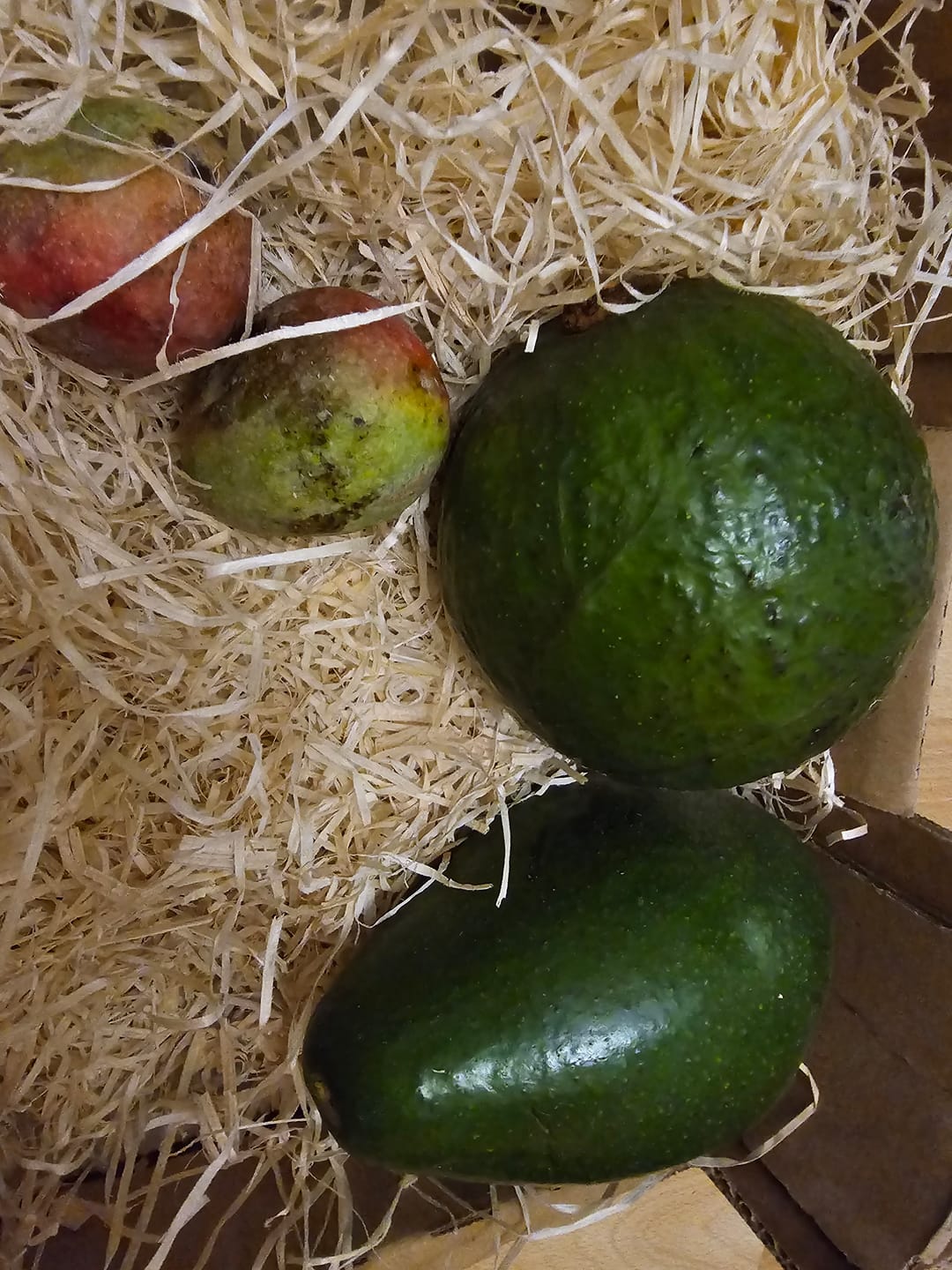 Customer photo review of Avocado Margarida (Stk. ca. 500g)