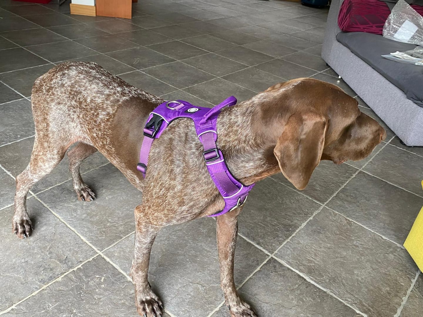 Customer photo review of Air Harness | Anti-Pull & With Handle - Purple