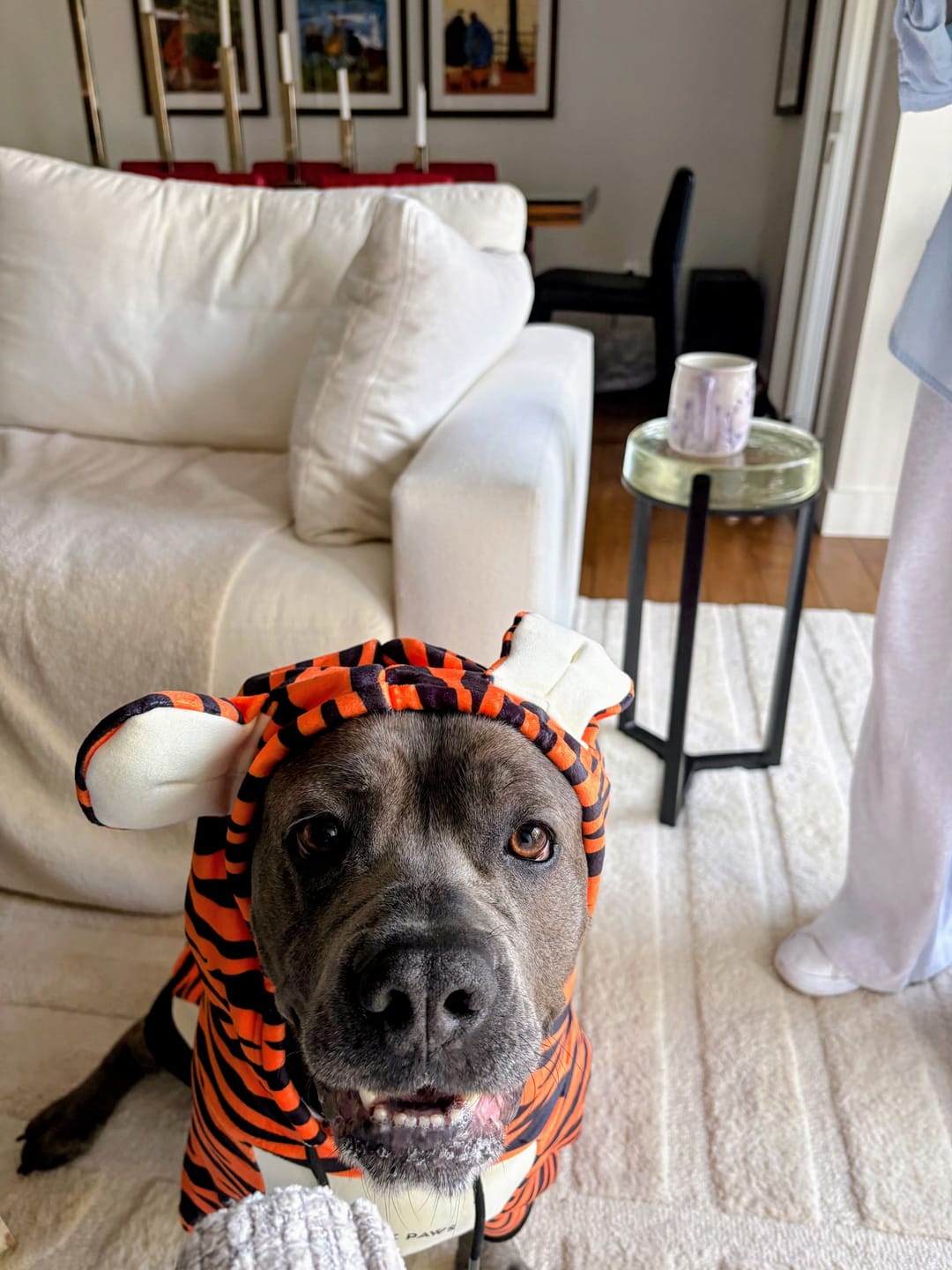Customer photo review of Halloween Dog Hoodie - Tiger
