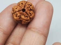 Customer photo review of Nepal Origin 3 Mukhi Rudraksha – 100% Natural & Certified