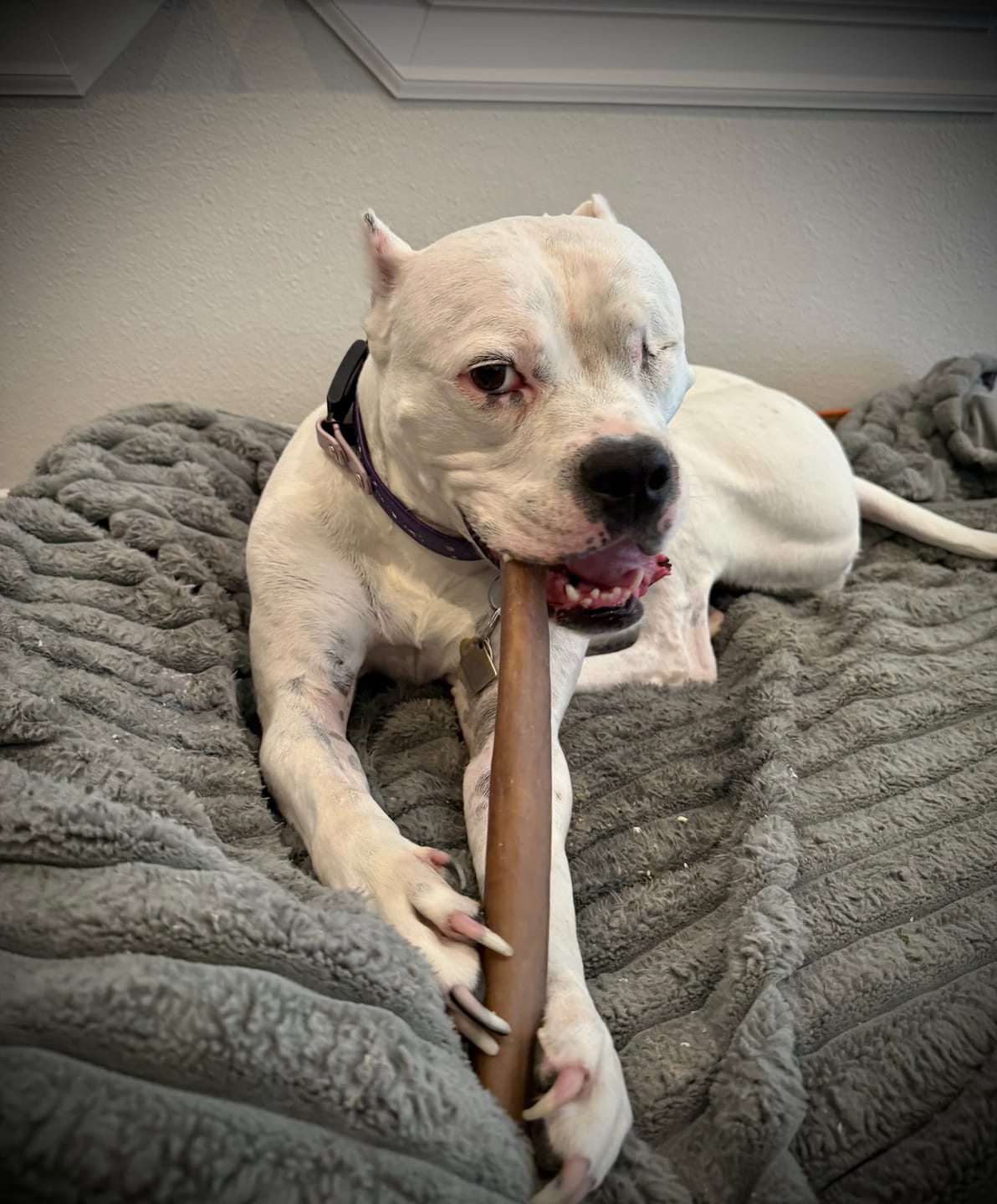 Customer photo review of Monster Super Bull Sticks