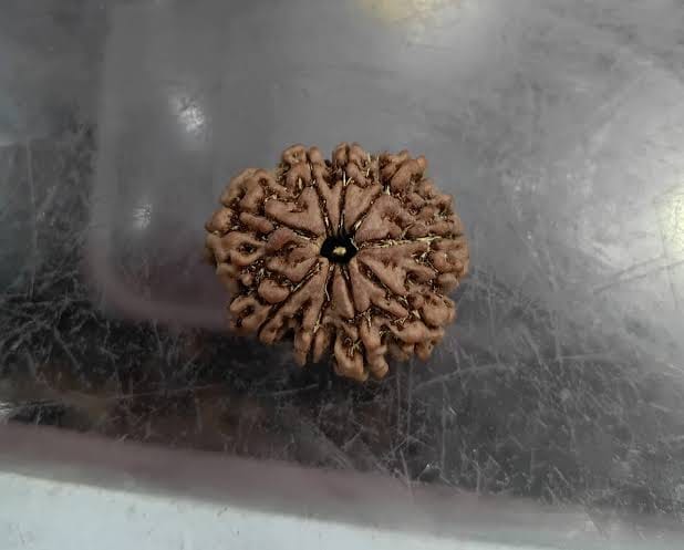 Customer photo review of Nepal Origin 9 Mukhi Rudraksha – 100% Natural & Certified