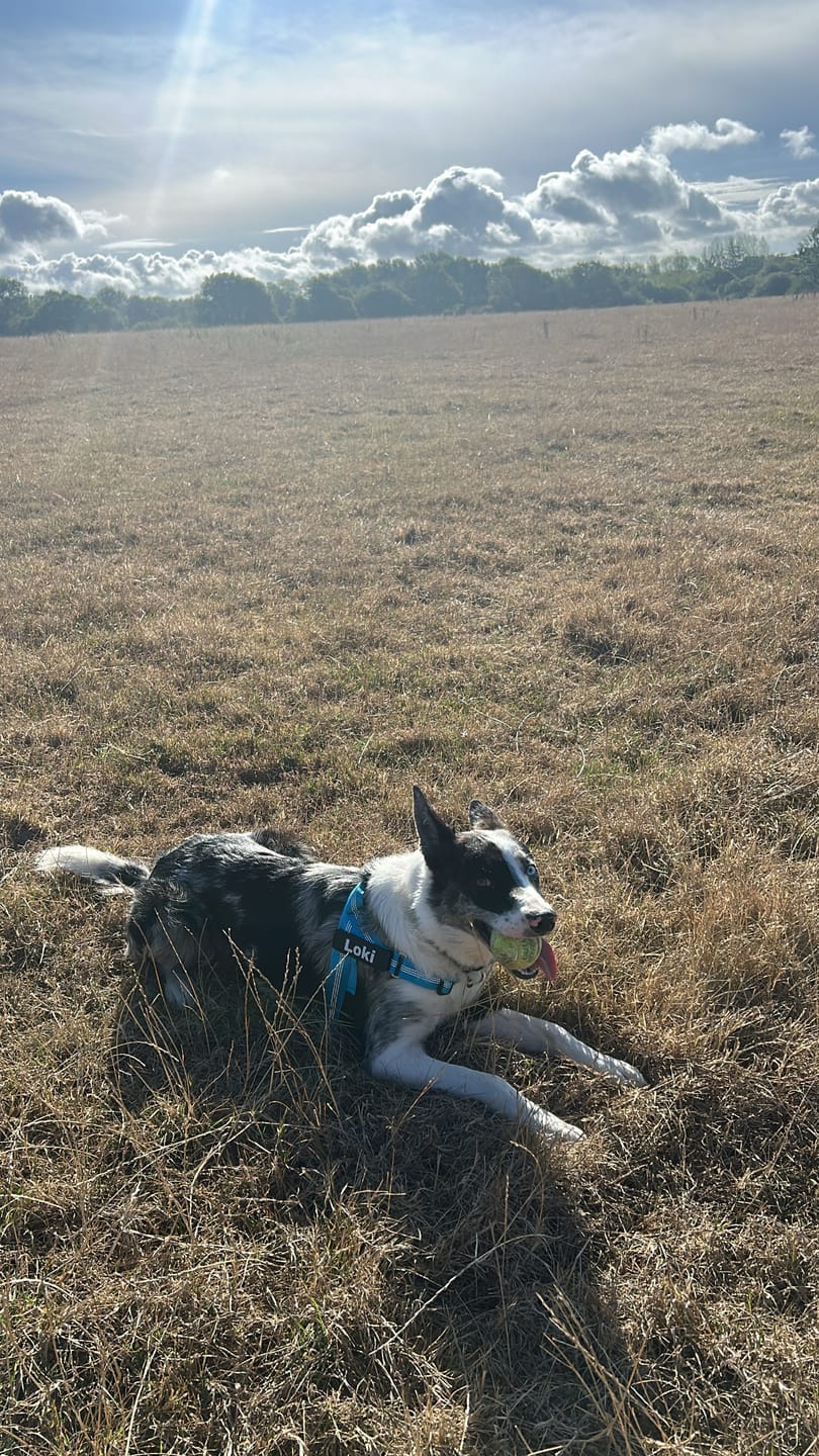 Customer photo review of HARNAIS ANTI-TRACTION POUR CHIEN