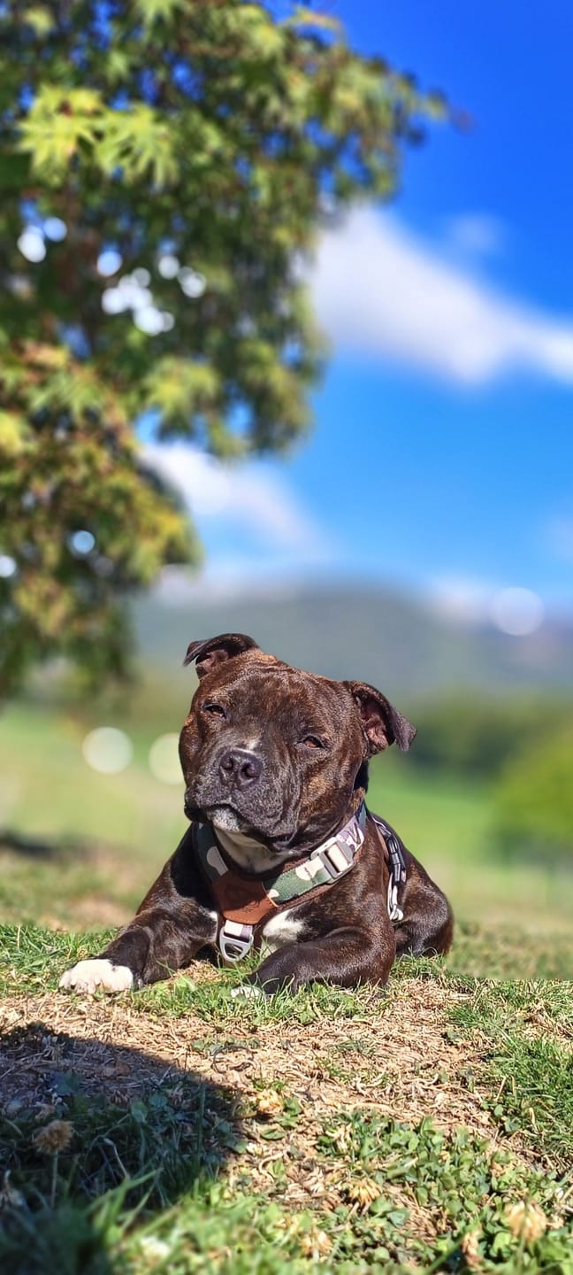 Customer photo review of Staffordshire Bull Terrier 1935® Harness & Leash Set - Classic Camo & Choco