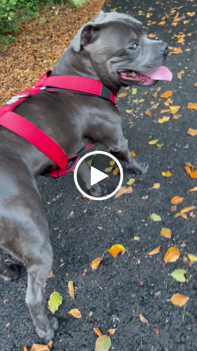 Customer video review of Anti-Pull TRI-Harness® | Training Dog Harness for All Breeds - Red