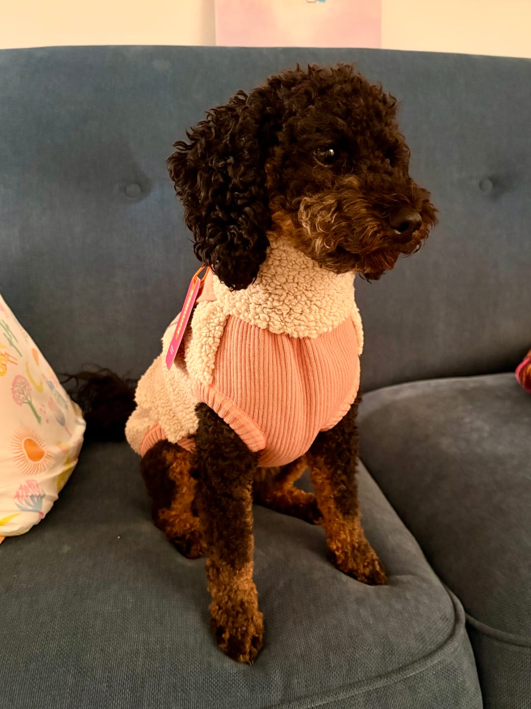 Customer photo review of Hundepullover warm aus Teddy-Sherpa für Dackel, kleine Hunde & Windhunde | lumiies® Sport Racer