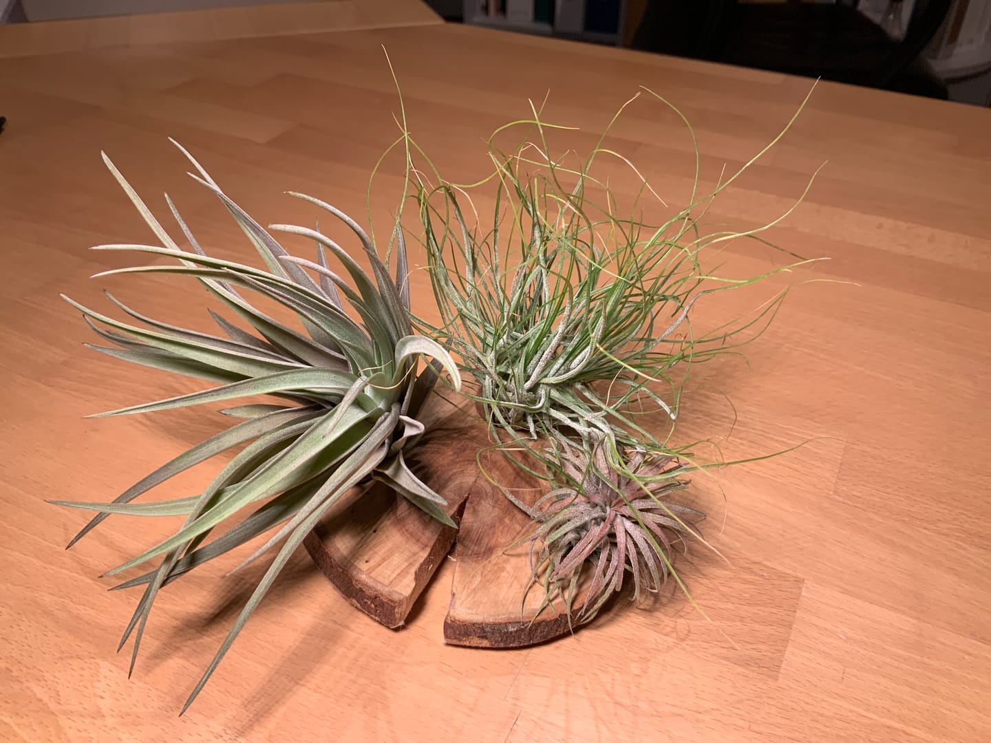 Customer photo review of Tillandsia ionantha 'Red Marble'