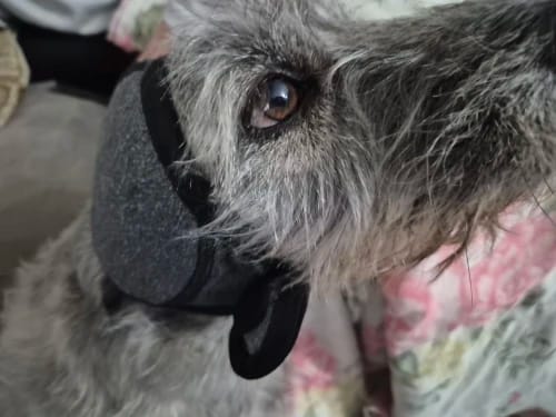 Customer photo review of Orejeras Aisladoras de Ruidos