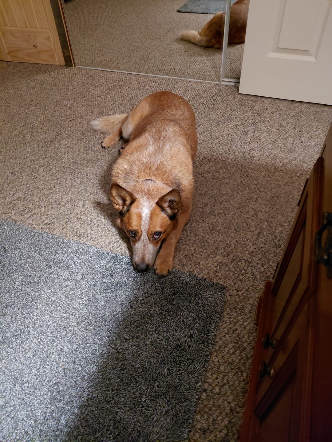 Customer photo review of K9 Belly Bliss