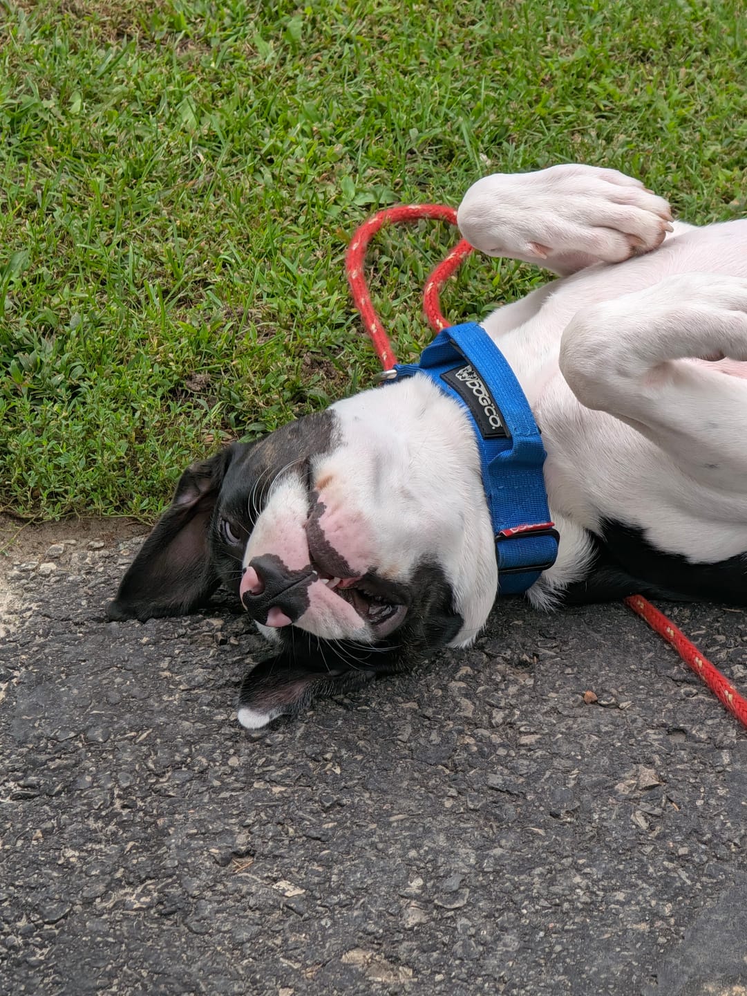 Customer photo review of 1.5" Tacti Slim Dog Collar - Cobalt
