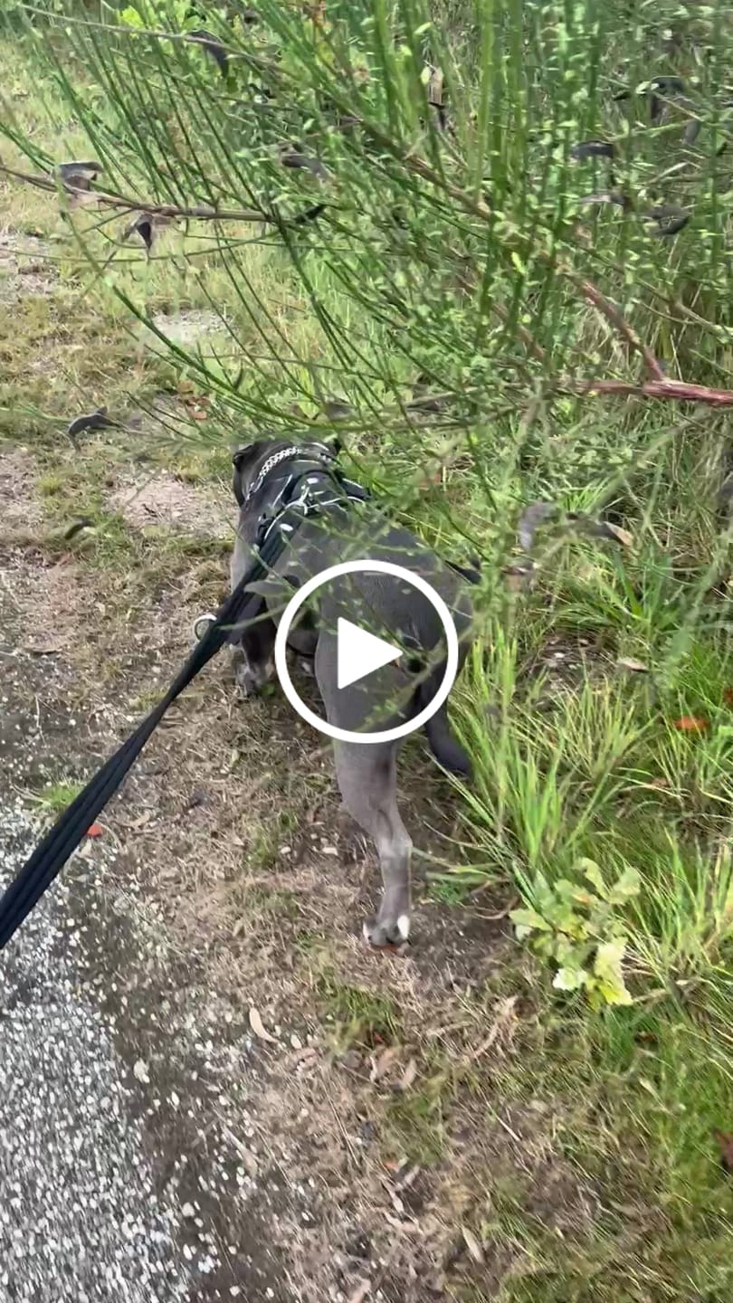 Customer video review of Dog ID Tag - Silver (With Gift Box)