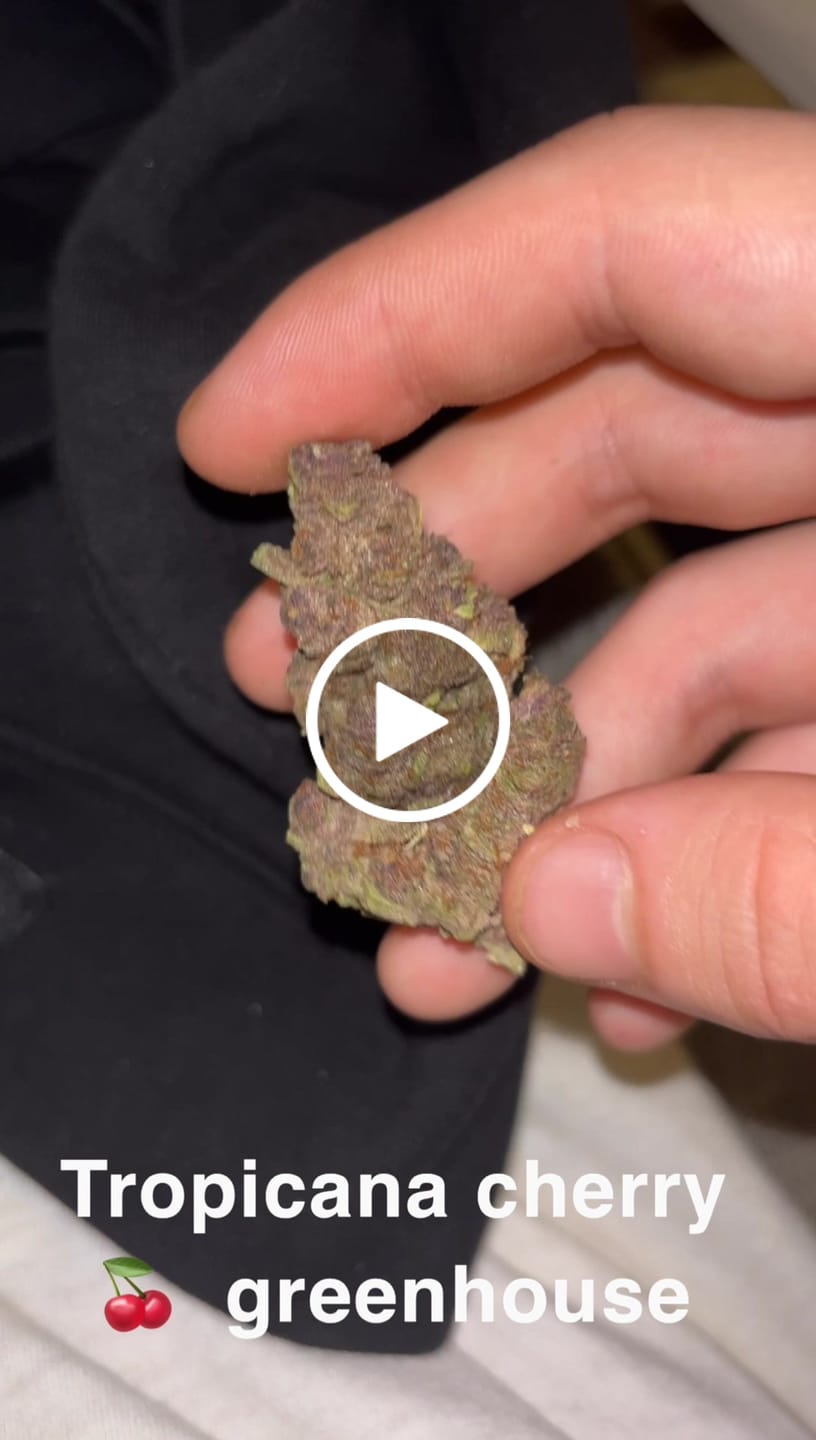 Customer video review of Tropicana Cherry THCA Flower