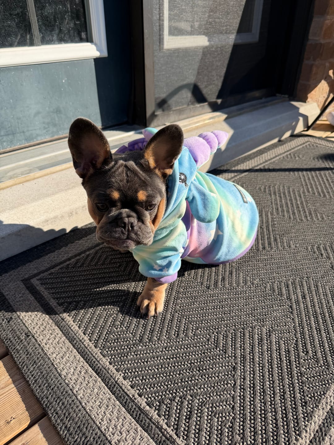 Customer photo review of Halloween Dog Hoodies (Limited Edition)