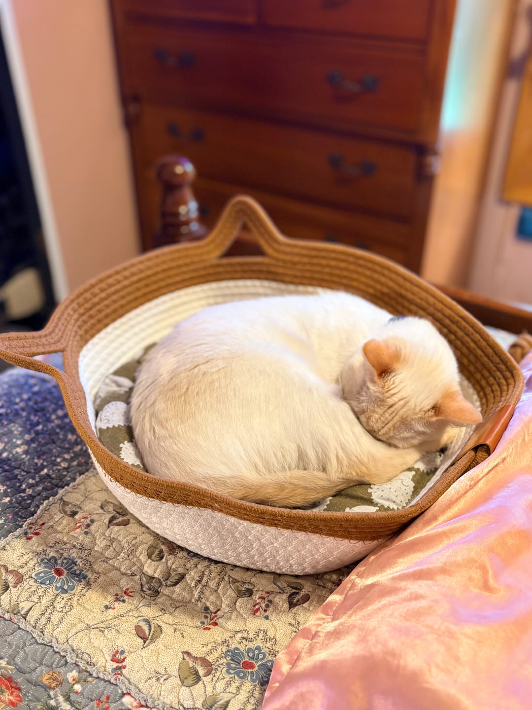 Customer photo review of Instinct Basket | Meet the first research-backed natural territory for indoor cats