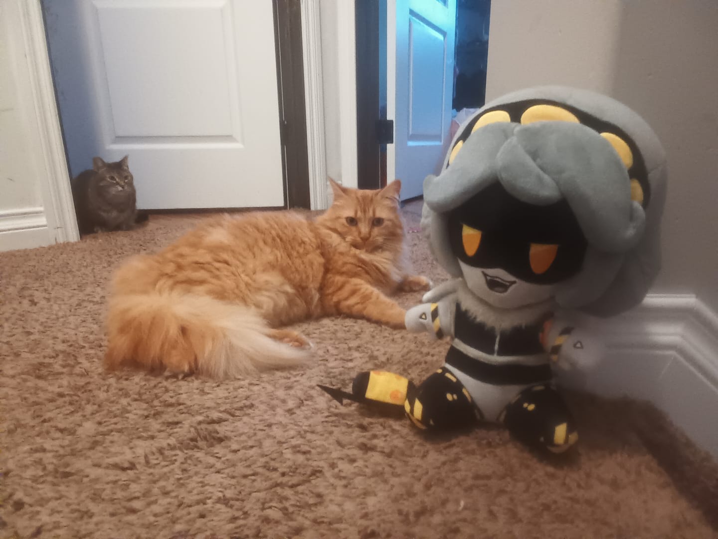 Customer photo review of V Plush