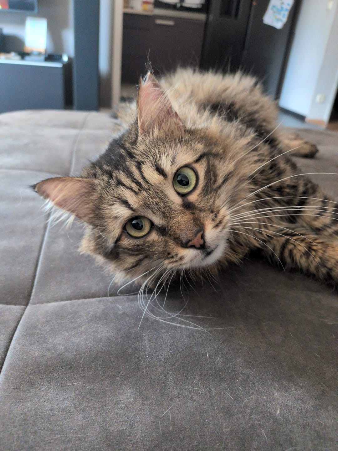 Customer photo review of Naturreines Katzenstreu