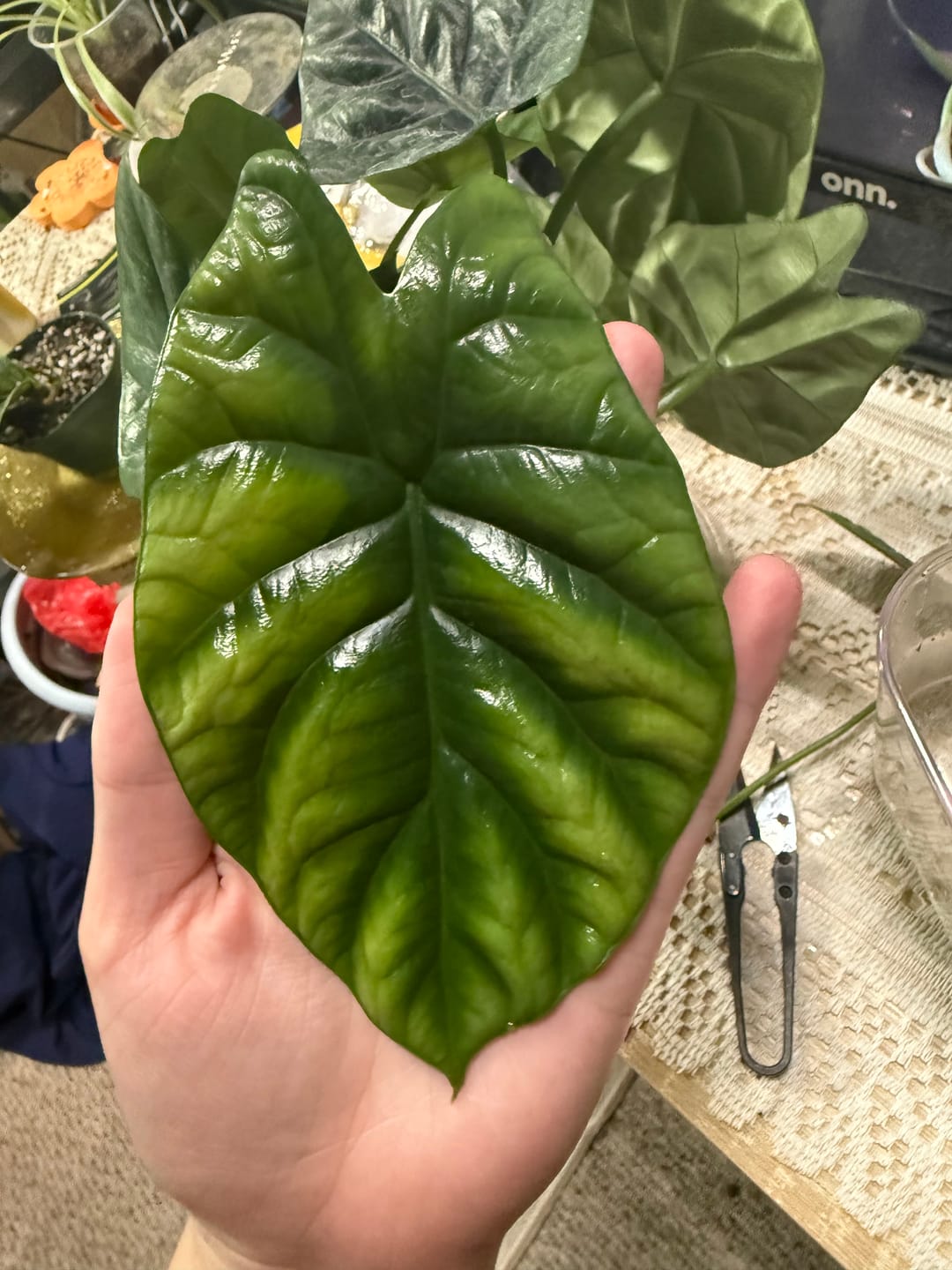 Customer photo review of Alocasia sinuata