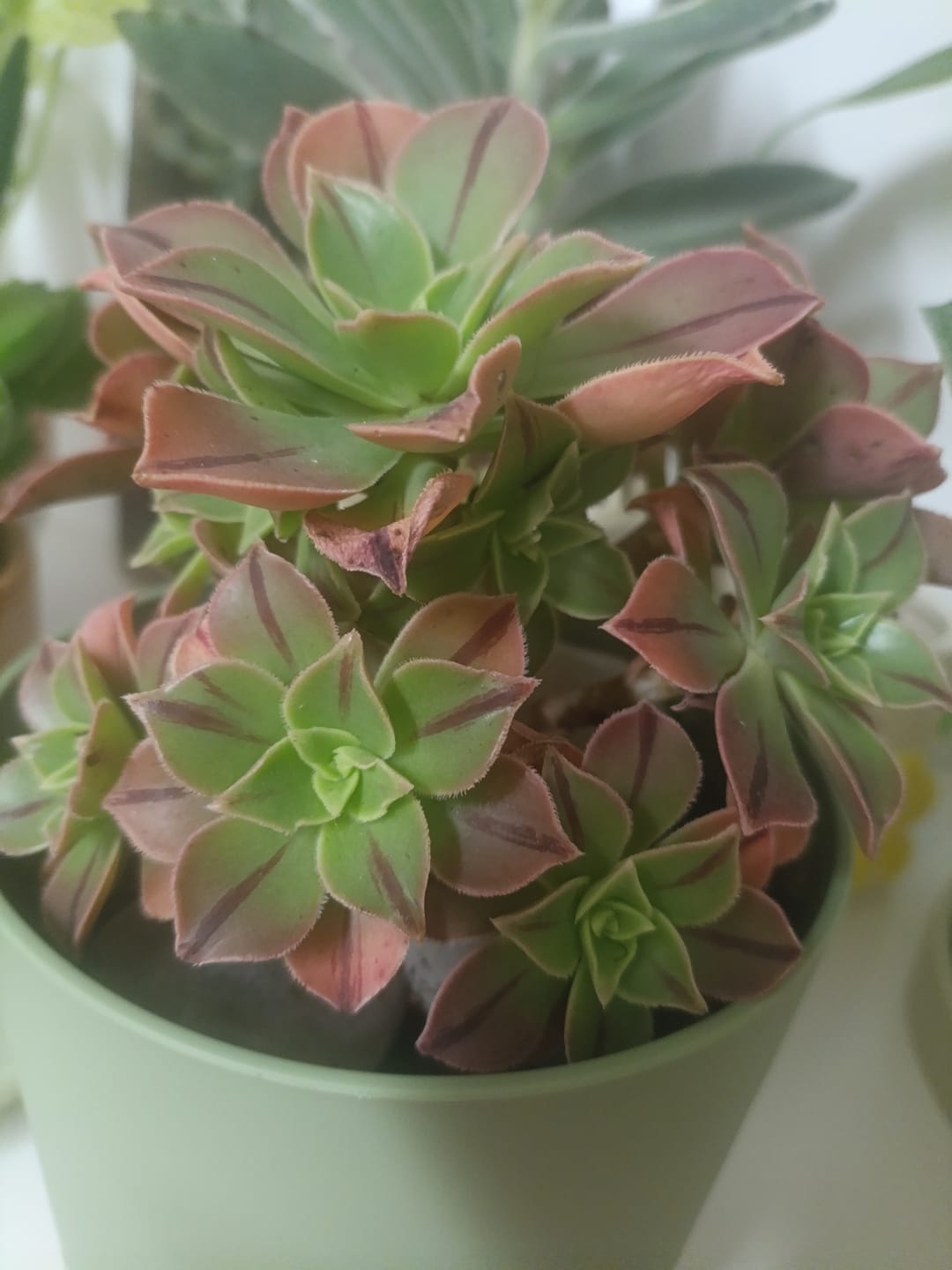 Customer photo review of Aeonium Leucoblepharum