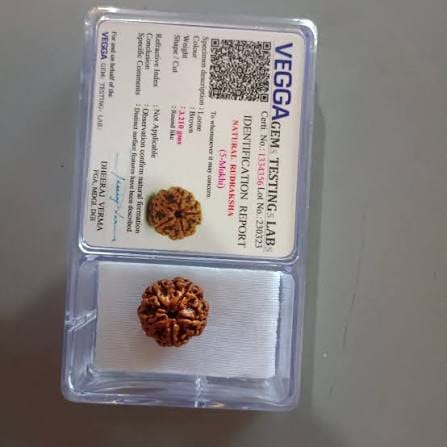 Customer photo review of Nepal Origin 5 Mukhi Rudraksha – 100% Natural & Certified