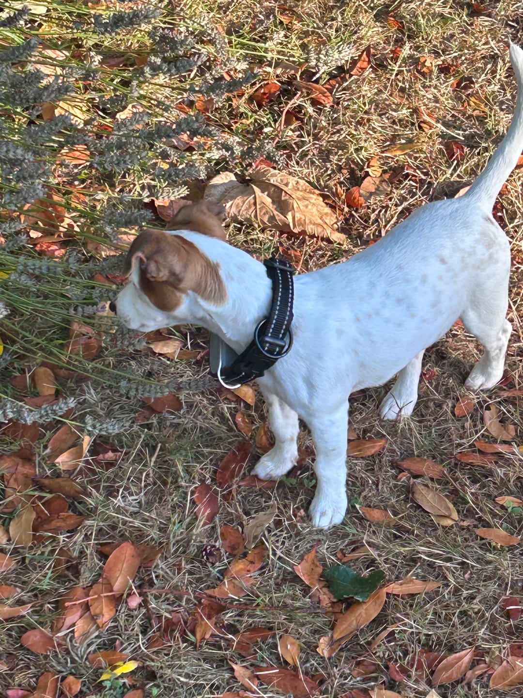 Customer photo review of Kit de Sécurité PETIT Chien