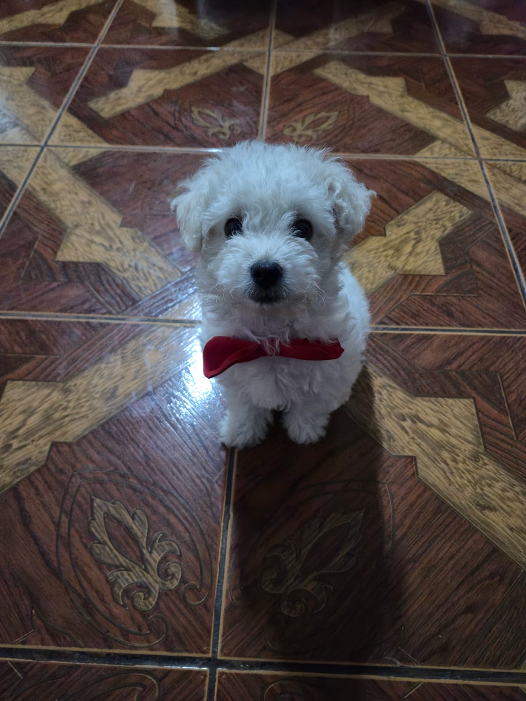 Customer photo review of PetFamily Foods Cachorros