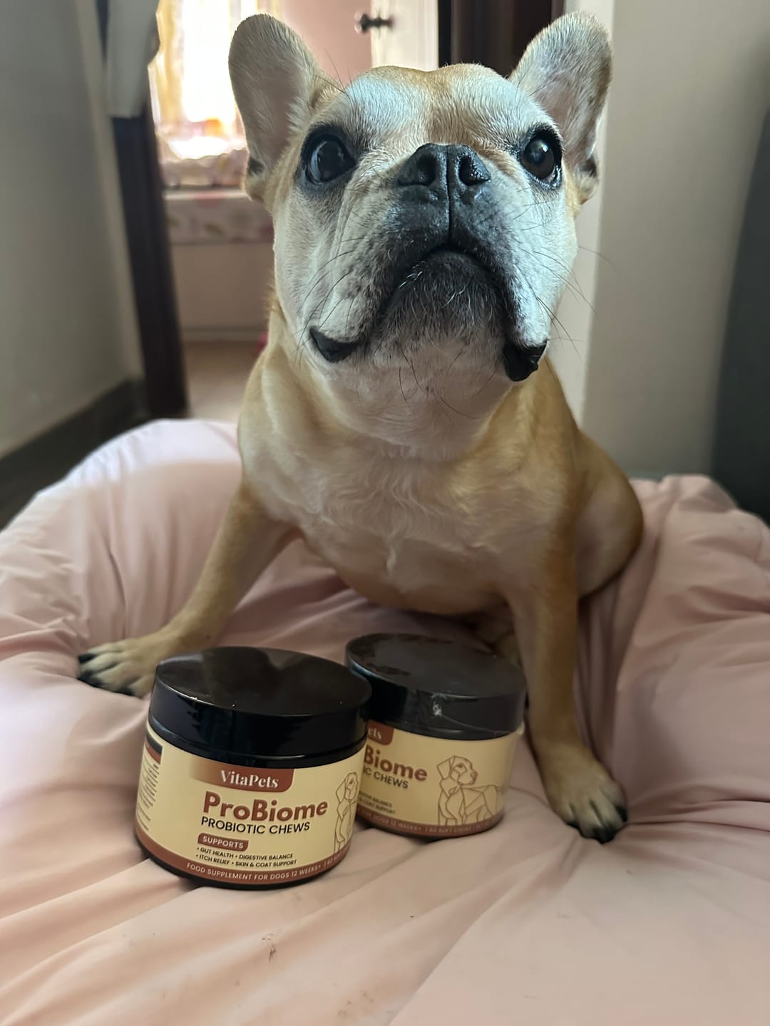 Customer photo review of ProBiome™狗狗益生菌軟粒