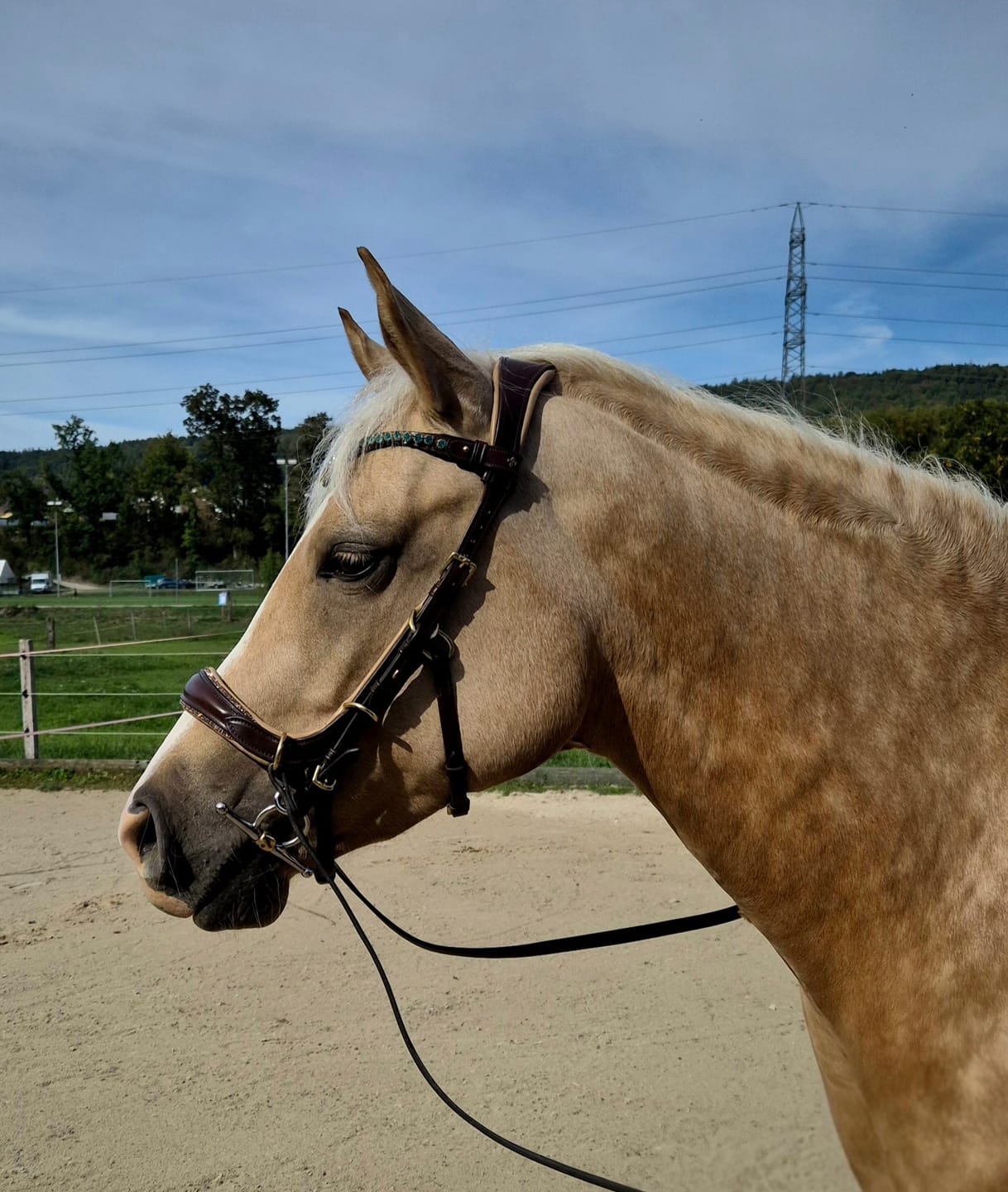 Customer photo review of Spiritandhiscrew X MASEGO Multi bridle, bit to bitless system no.2