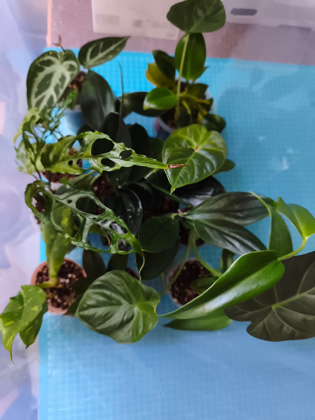 Customer photo review of SAD-PLANT-SET