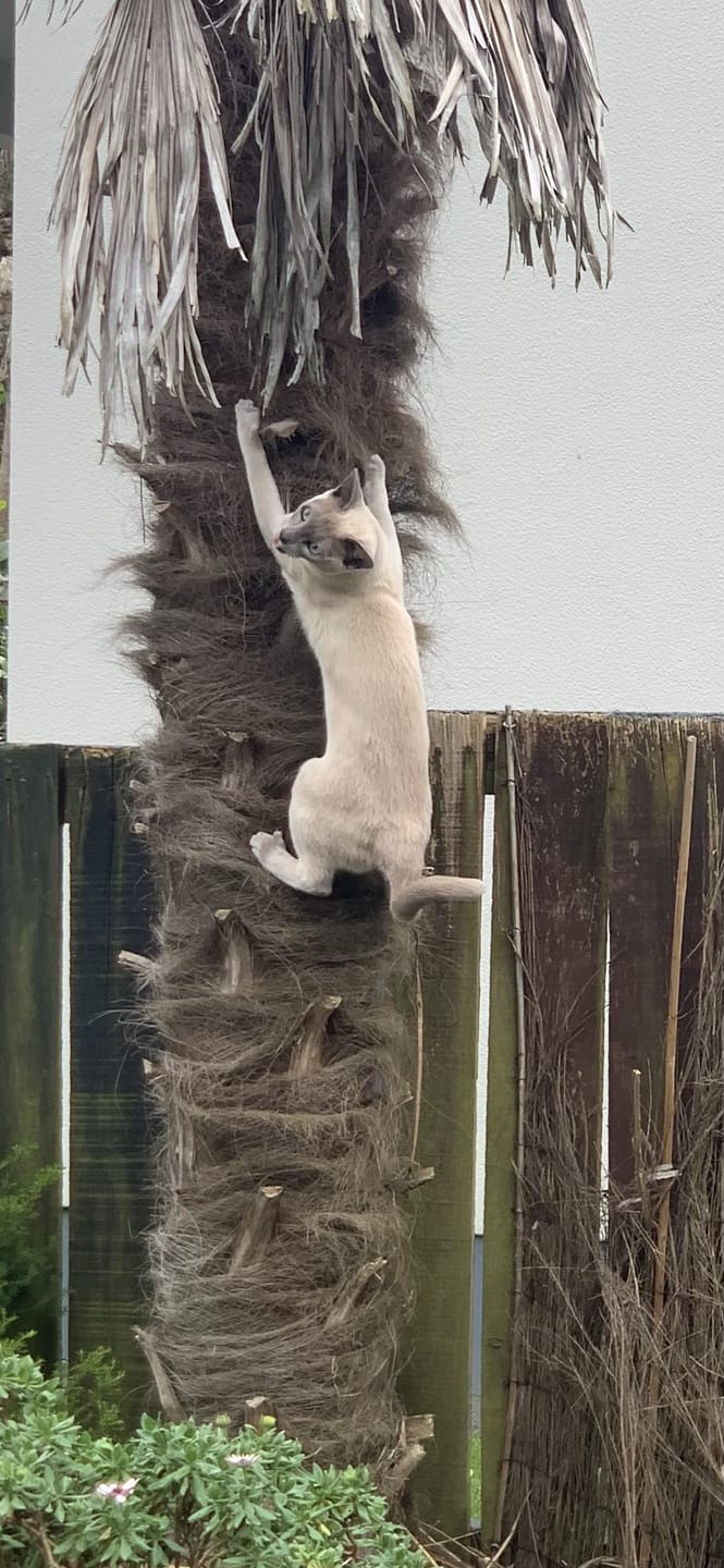 Customer photo review of Revolution for Cats