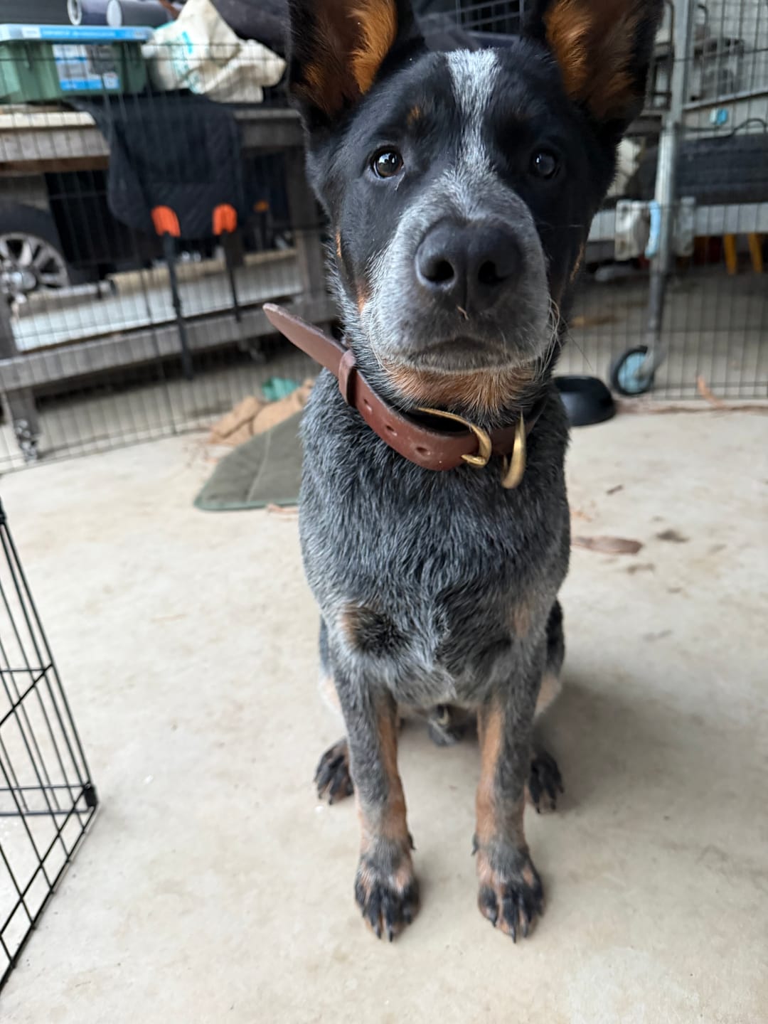 Customer photo review of Dog Collar
