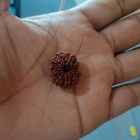 Customer photo review of Nepal Origin 11 Mukhi Rudraksha – 100% Natural & Certified