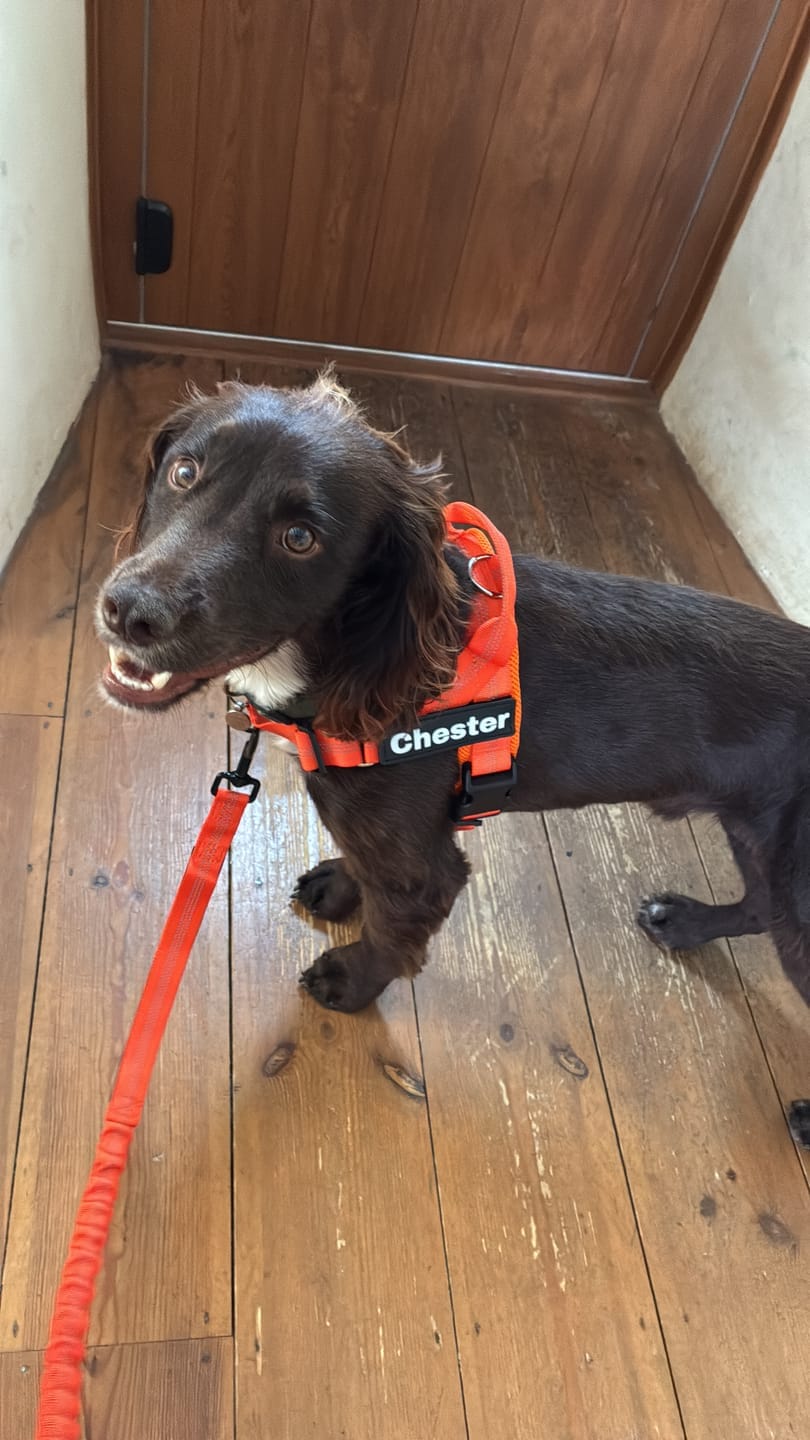 Customer photo review of HARNAIS ANTI-TRACTION POUR CHIEN