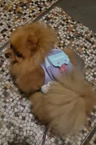 Customer photo review of Arnés-Mochila para perros