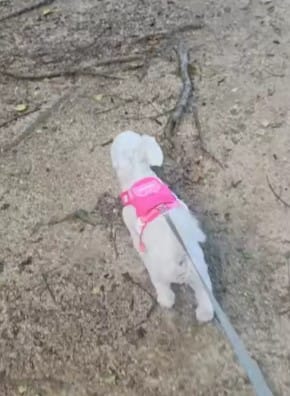 Customer photo review of Arnés-Mochila para perros
