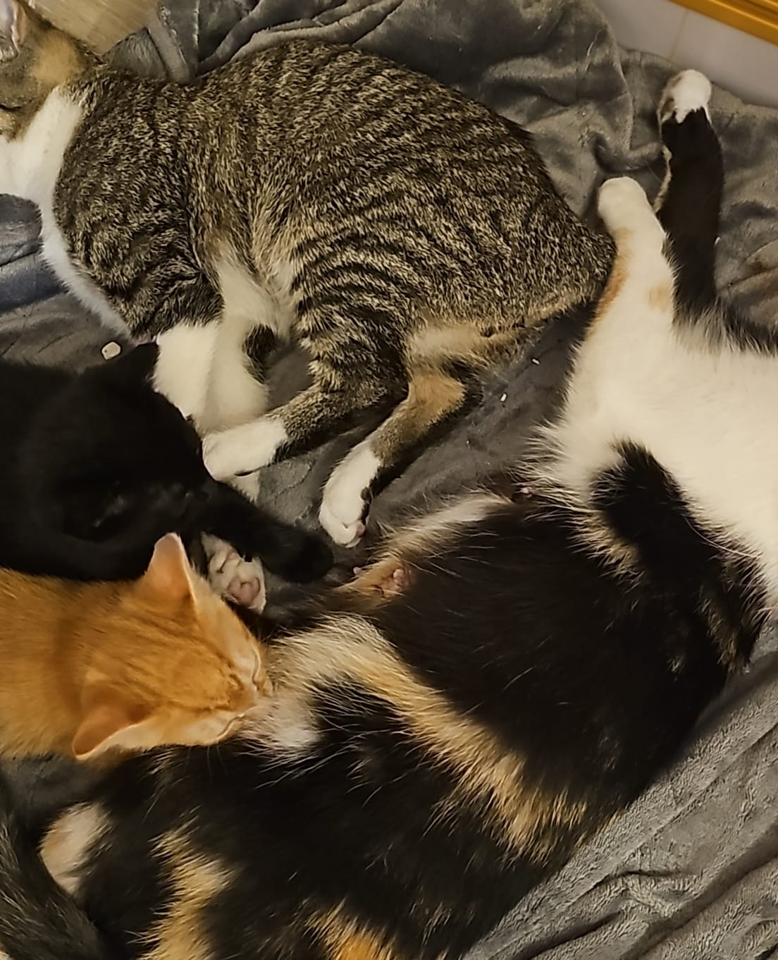 Customer photo review of Katzenstreu 2+1 Aktion