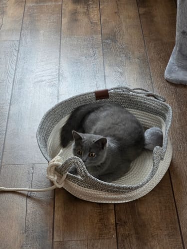 Customer's Fellnest Katzenkorb, a round rope basket, with a grey cat sitting inside on a wooden floor.