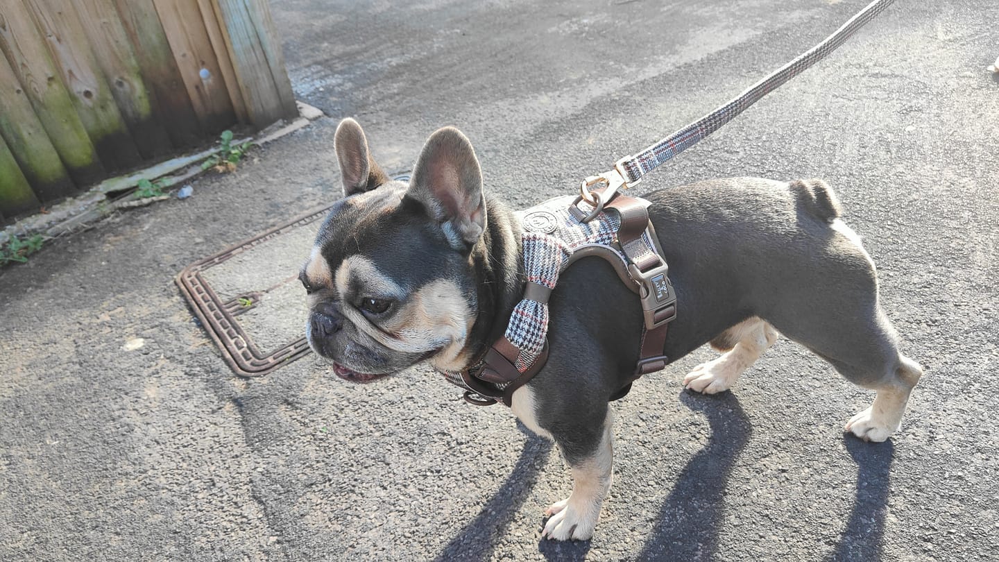 Customer photo review of Trail & Glow Tweed Dog Harness - Colour Drops - Heritage Plaid