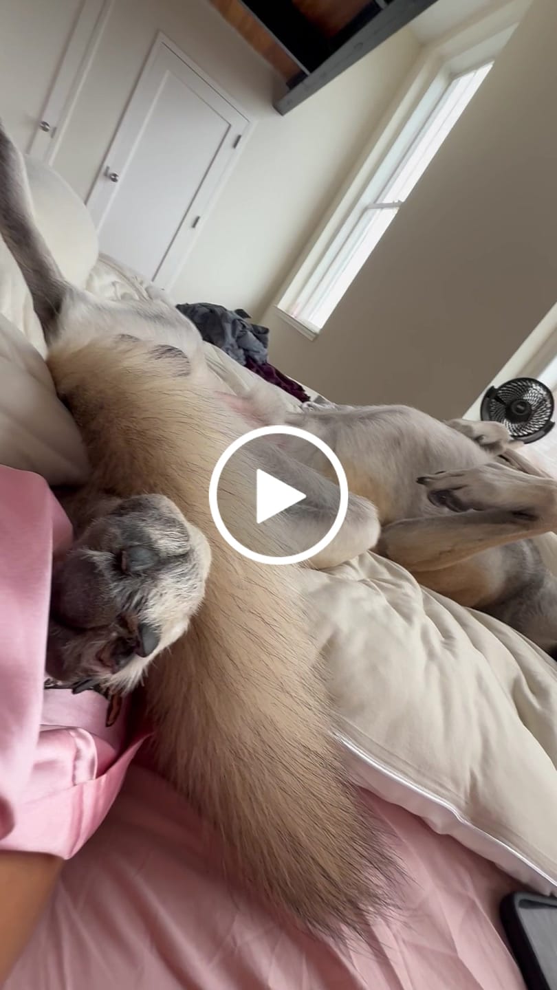 Customer video review of MarshMellow Comforter