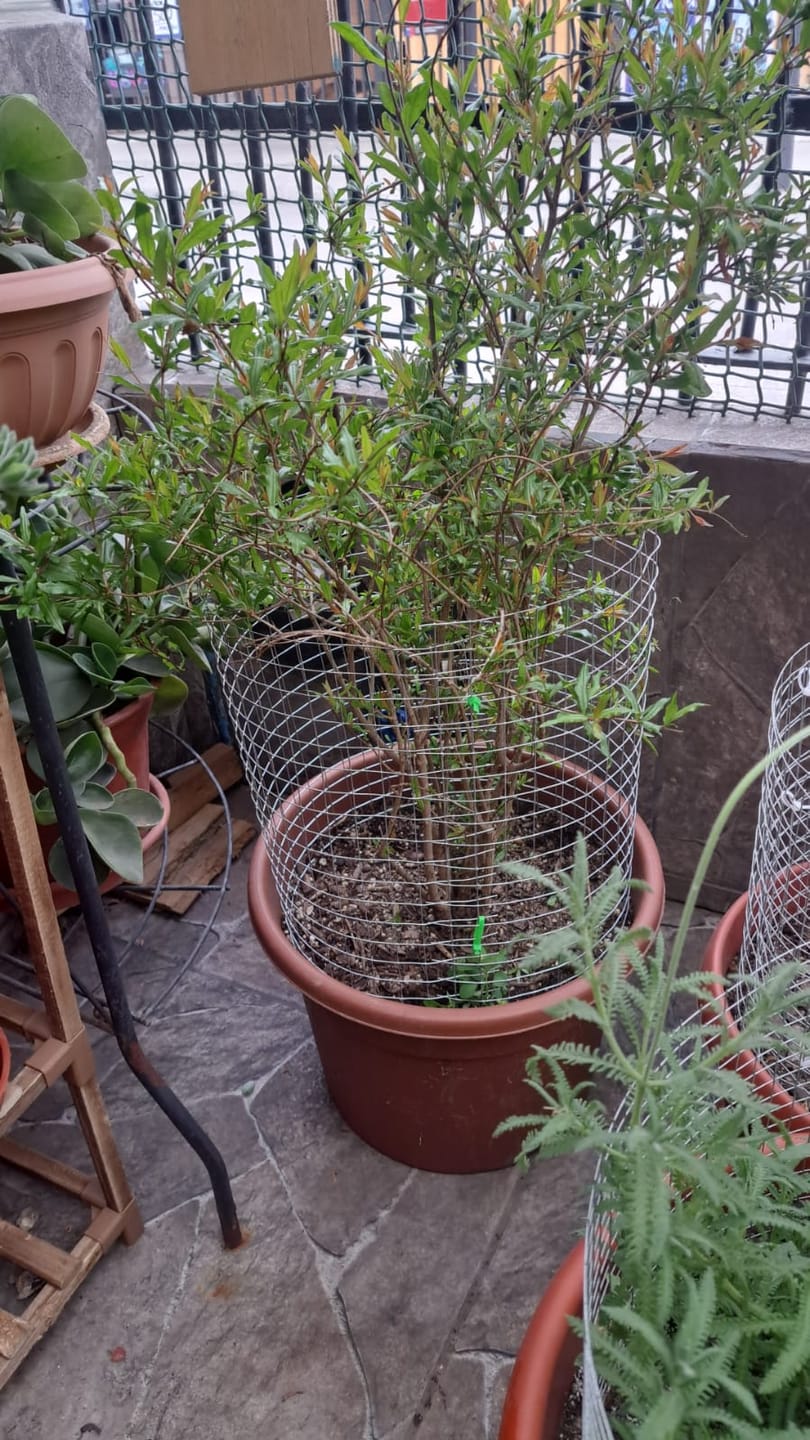 Customer photo review of Granado Wonderful – Frutos vibrantes que llenan tu jardín de vida y salud