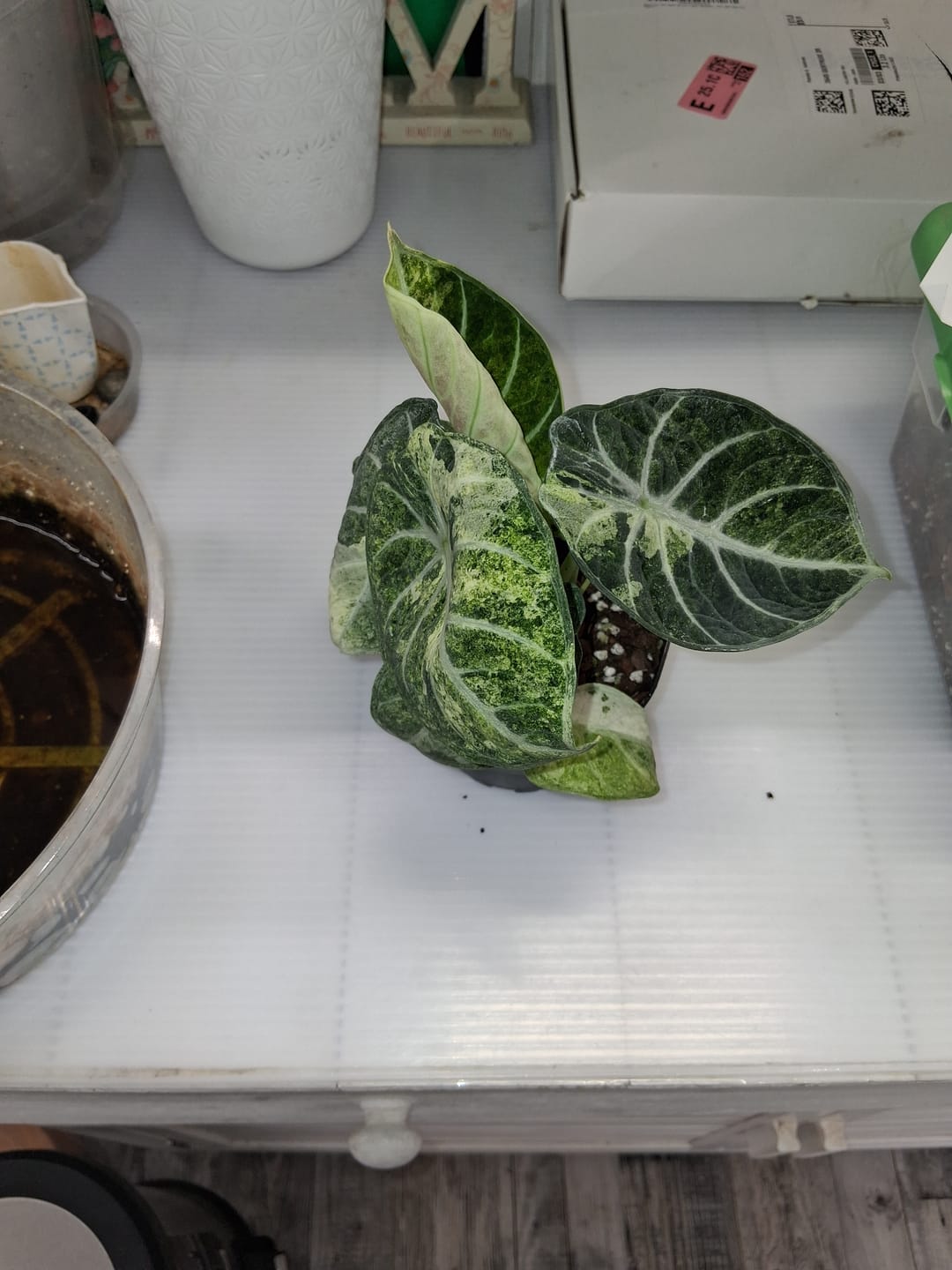 Customer photo review of Alocasia  'Ninja Tricolor'