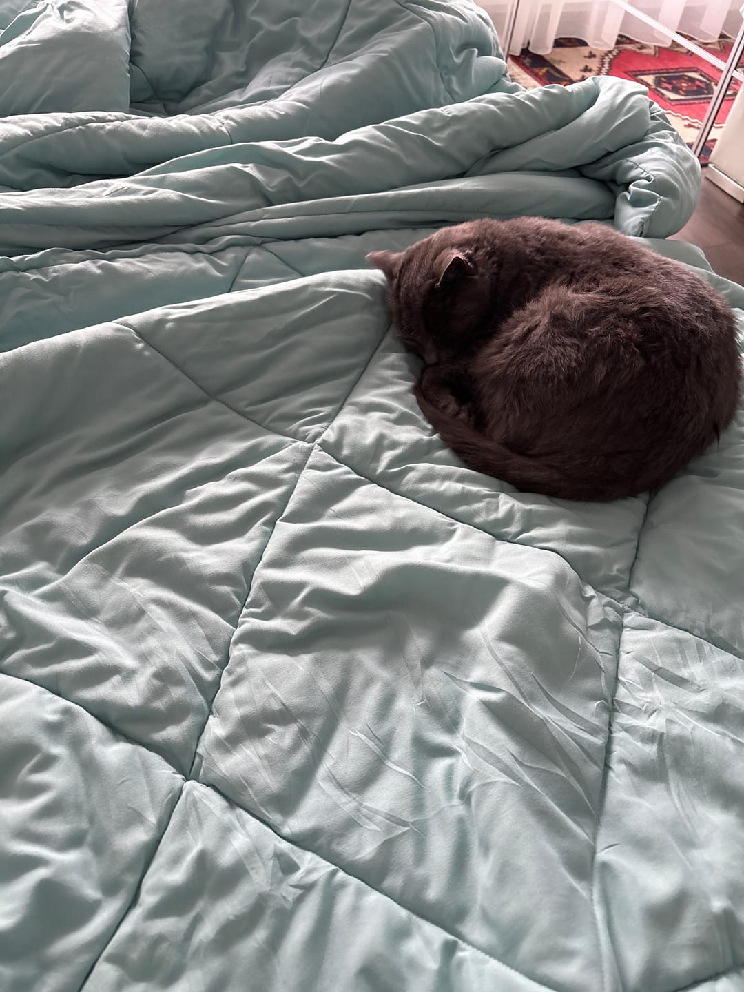 Customer photo review of NoCover® 2in1 Bettdecke - Die Bettdecke, die du nie mehr beziehen musst