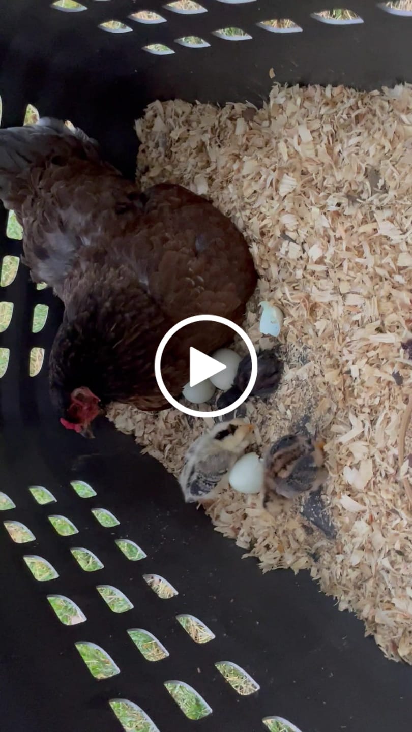 Customer video review of 1lb Black Soldier Fly Larvae — FREE Gift (Bulk Deal)
