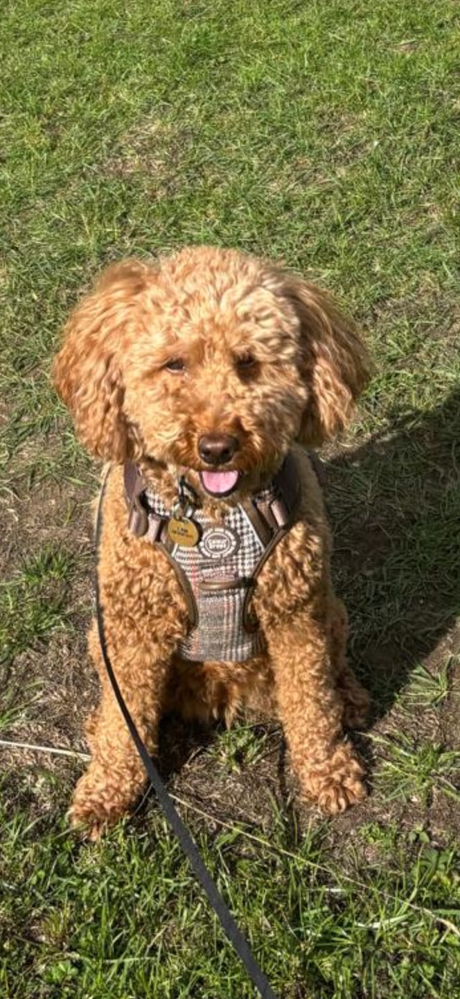Customer photo review of Trail & Glow Tweed Dog Harness - Colour Drops - Heritage Plaid