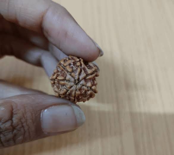 Customer photo review of Nepal Origin 7 Mukhi Rudraksha – 100% Natural & Certified