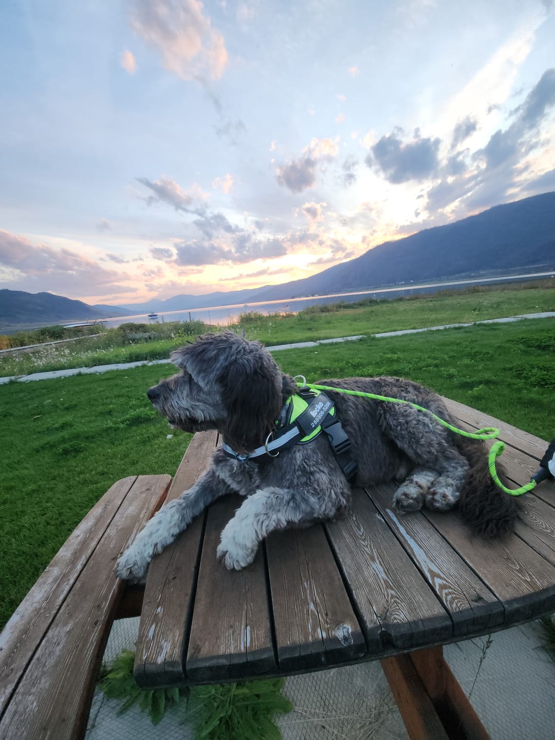 Customer photo review of Reflective Nylon Leash