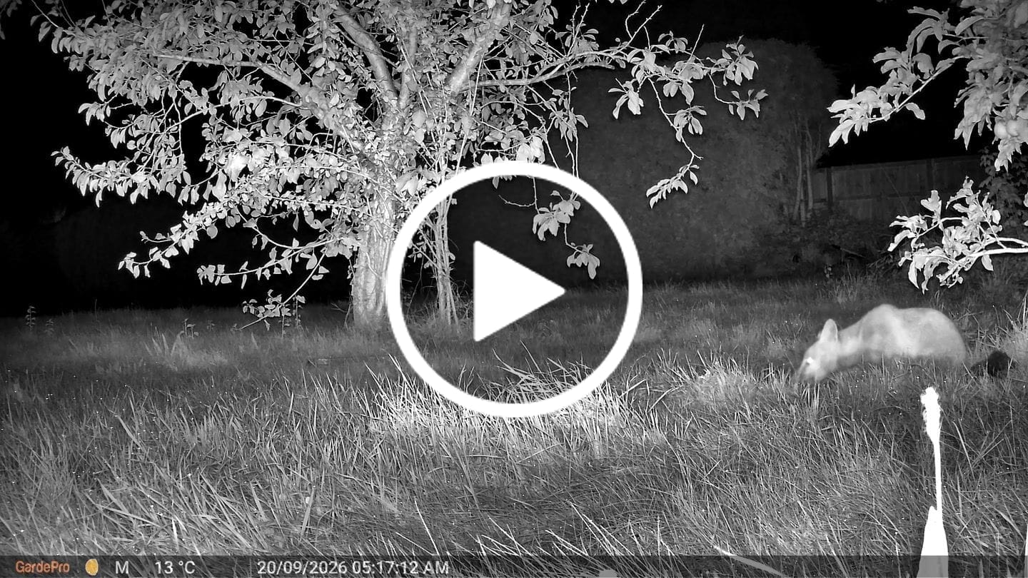 Customer video review of GardePro E8 2.0 Wi-Fi Trail Camera
